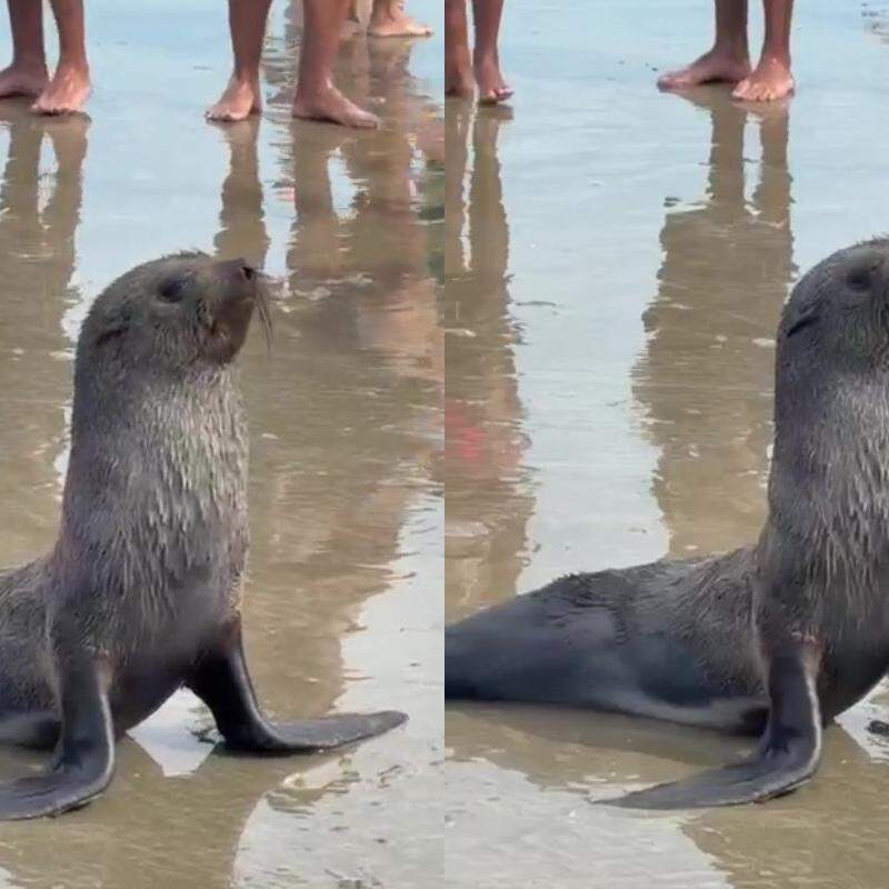Animal foi visto na faixa de areia e encantou banhistas