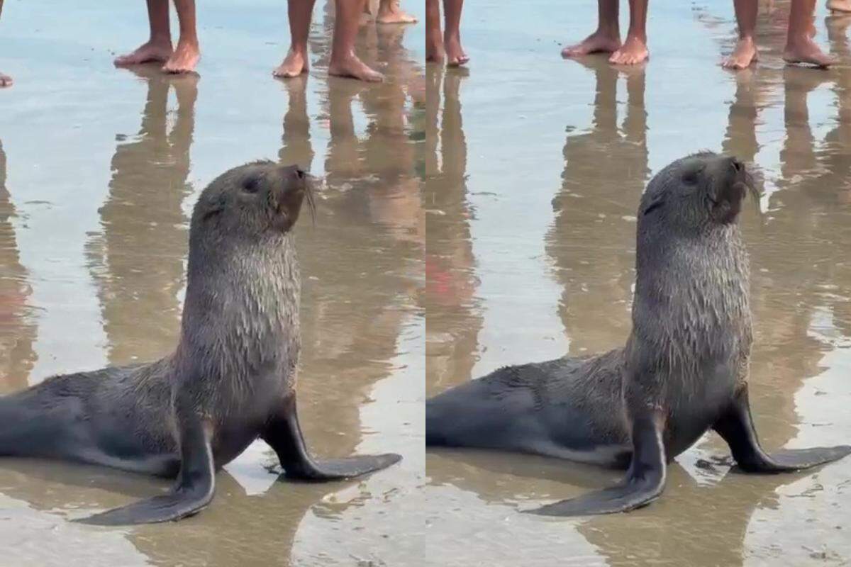 Animal foi visto na faixa de areia e encantou banhistas