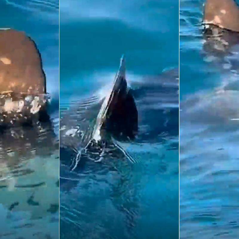 Peixe-lua foi encontrado por pescador que passeava de moto aquática em praia da Baixada Santista