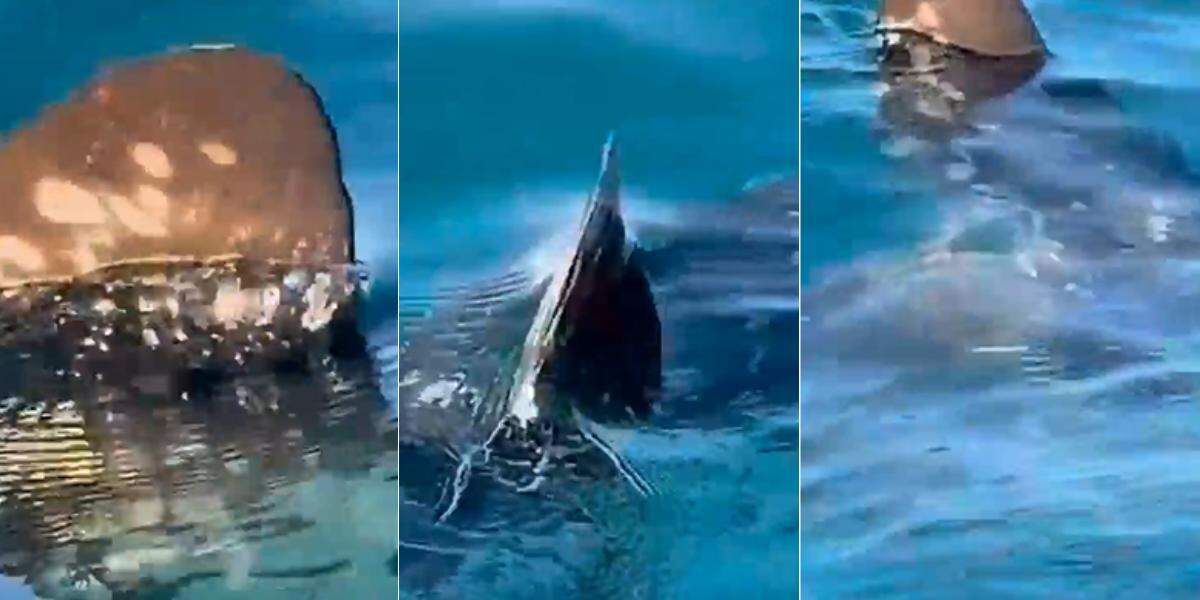 Peixe-lua foi encontrado por pescador que passeava de moto aquática em praia da Baixada Santista