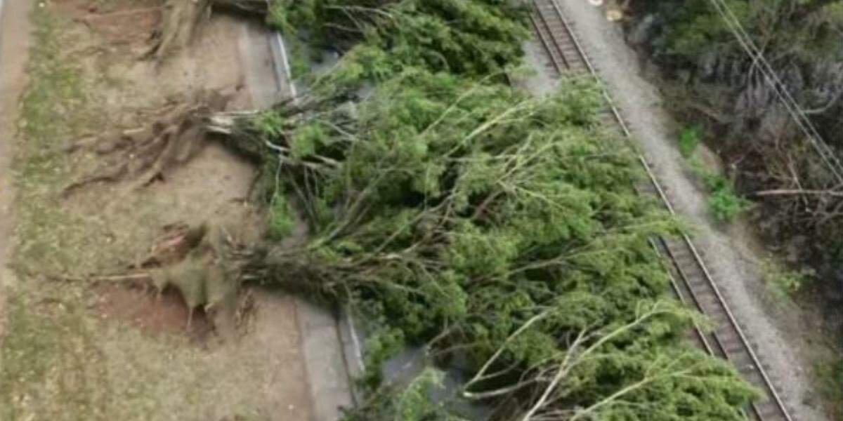 11 árvores foram derrubadas durante vendaval, na Avenida Tancredo Neves, em Cubatão