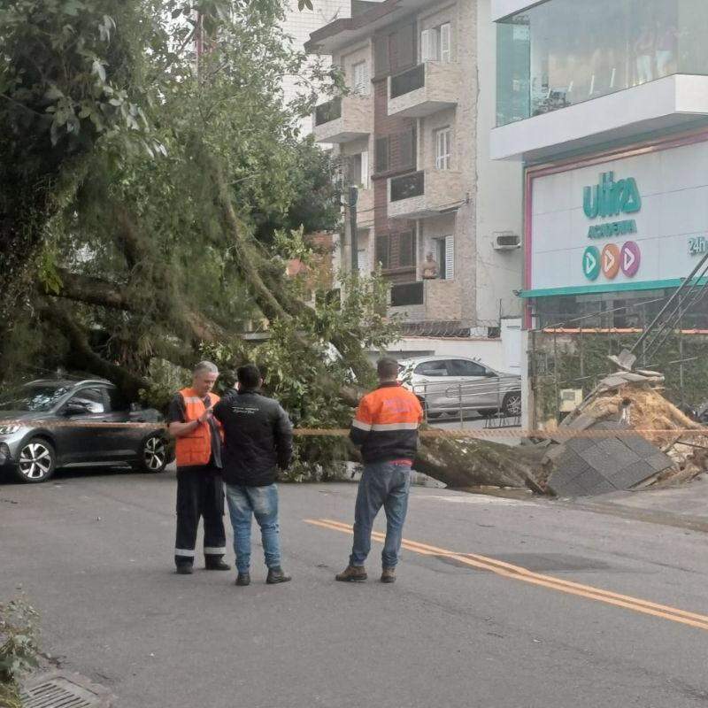 Em Santos, uma árvore caiu sobre um carro na Rua Paraguaçu