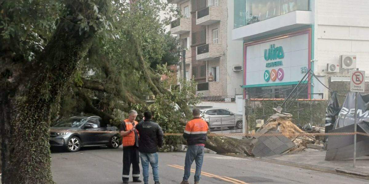 Em Santos, uma árvore caiu sobre um carro na Rua Paraguaçu