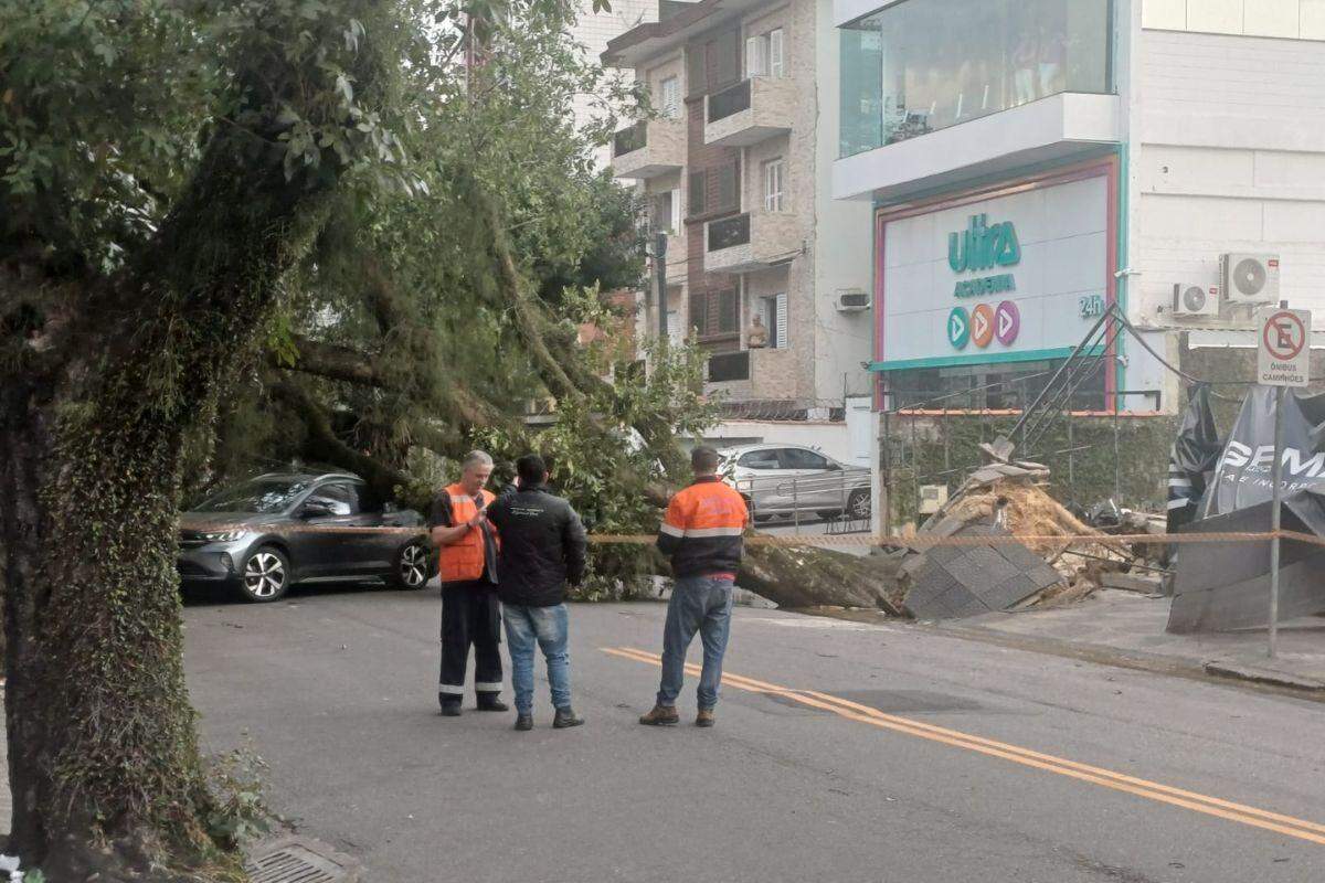 Em Santos, uma árvore caiu sobre um carro na Rua Paraguaçu
