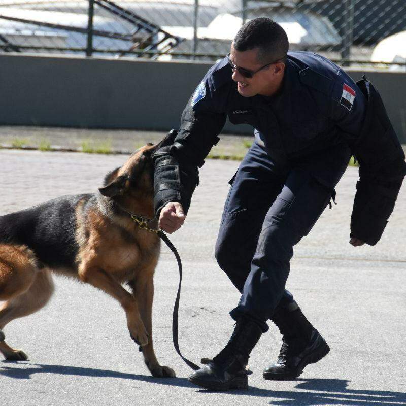 Destacam-se cachorros para fiscalização, policiamento e forças-tarefas
