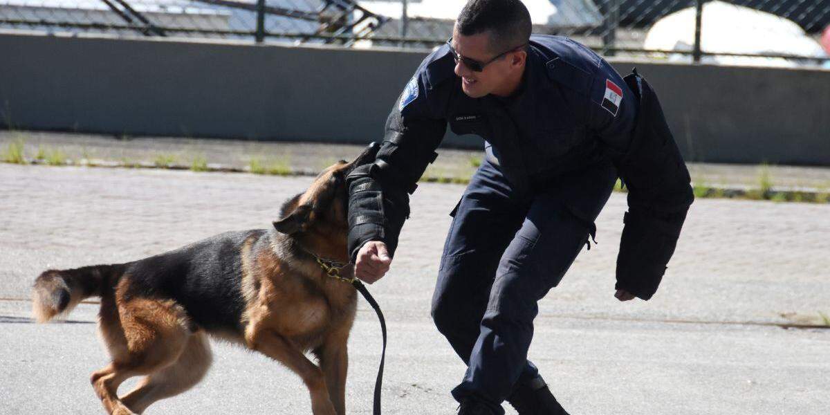 Destacam-se cachorros para fiscalização, policiamento e forças-tarefas