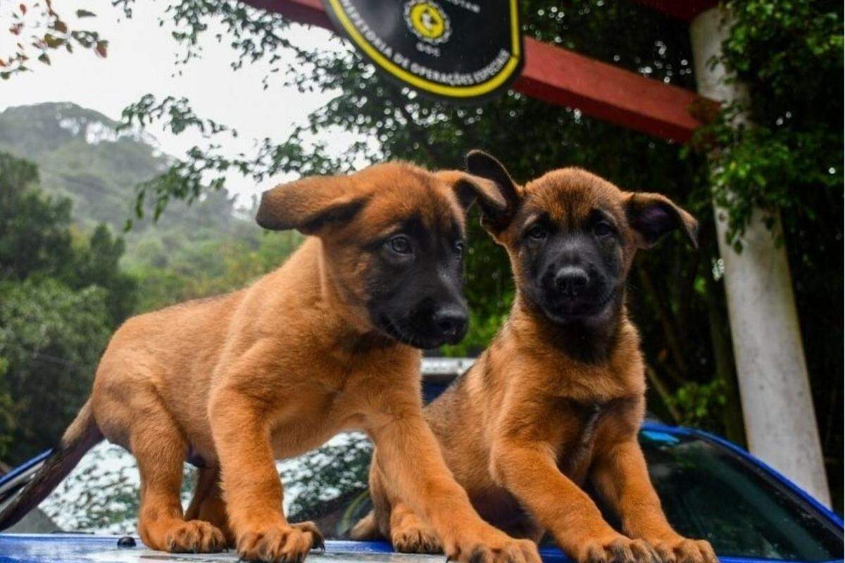 Os nomes Logan e Akeem foram escolhidos pela população em um formulário