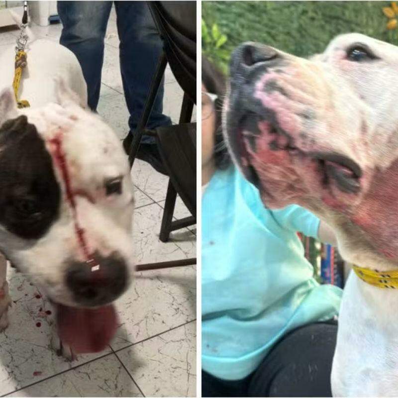 Pitbull enfrenta onça-parda para proteger família em condomínio de SP