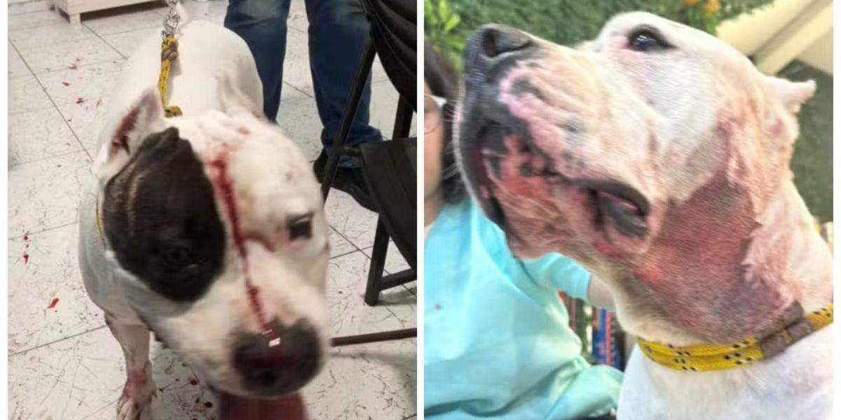 Pitbull enfrenta onça-parda para proteger família em condomínio de SP