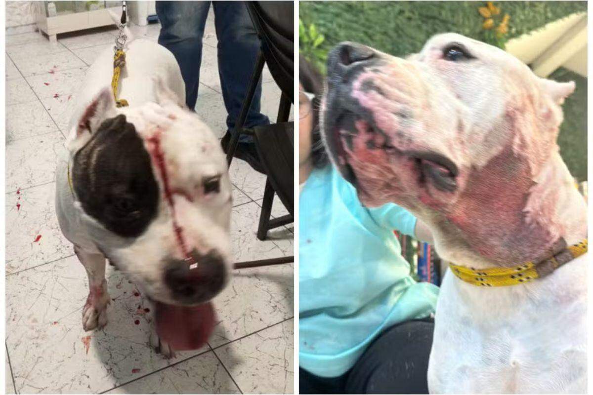 Pitbull enfrenta onça-parda para proteger família em condomínio de SP