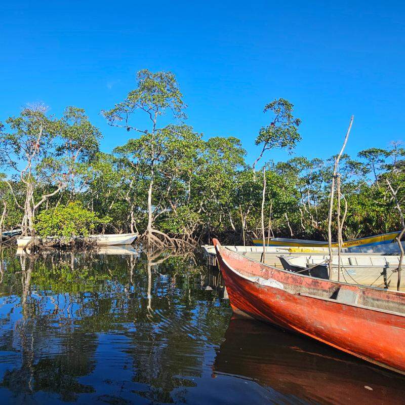 Manguezais do sistema Cananéia-Iguape são um 'cofre' de carbono