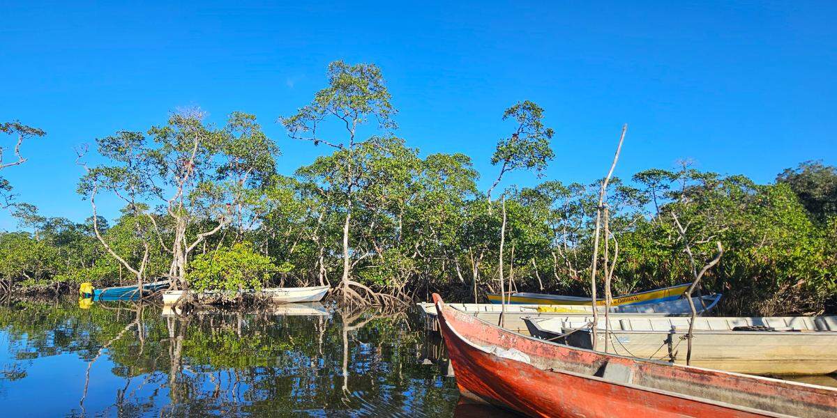 Manguezais do sistema Cananéia-Iguape são um 'cofre' de carbono