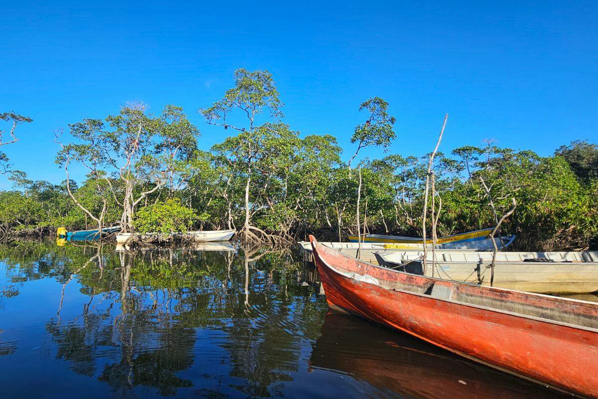 Manguezais do sistema Cananéia-Iguape são um 'cofre' de carbono