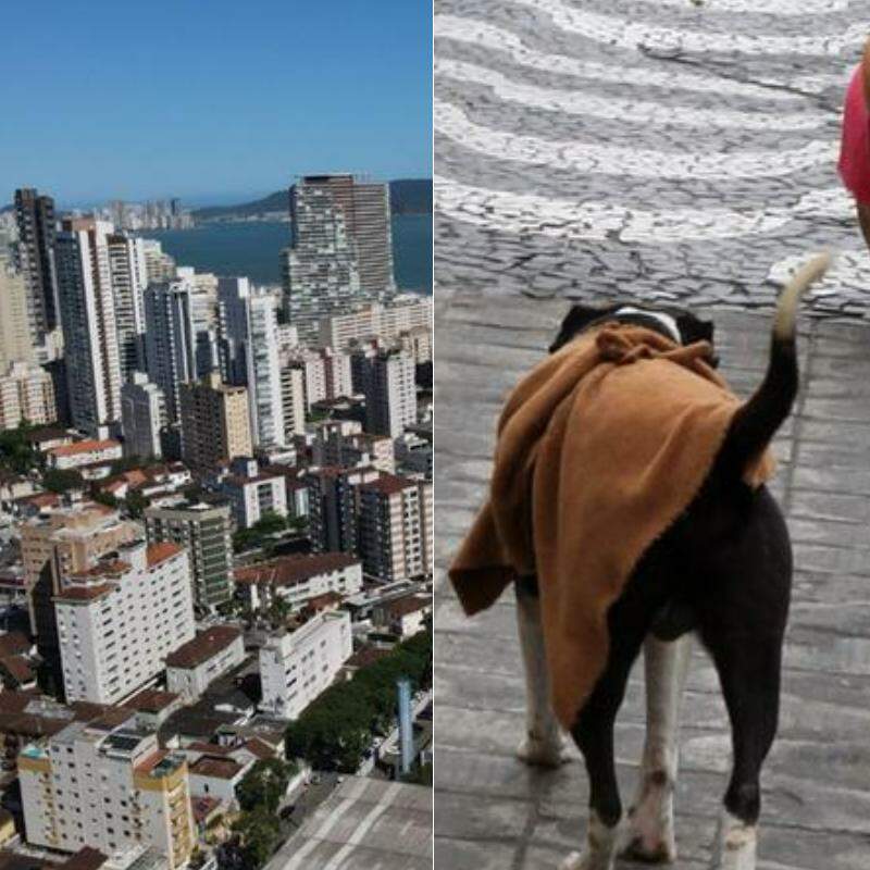 O STJ consolidou o entendimento de que convenções condominiais não podem impedir, de forma genérica, a permanência de cães, gatos ou outros animais nas unidades residenciais