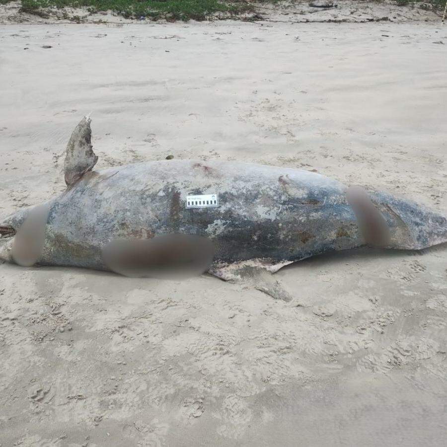 Animal pesava cerca de 210 quilos