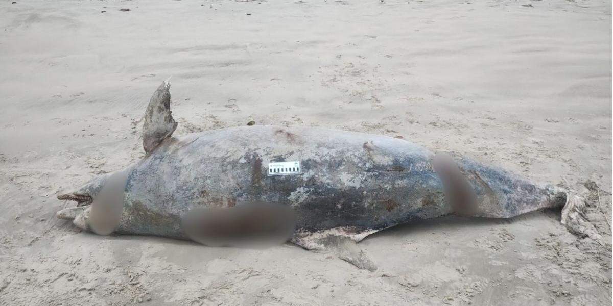 Animal pesava cerca de 210 quilos