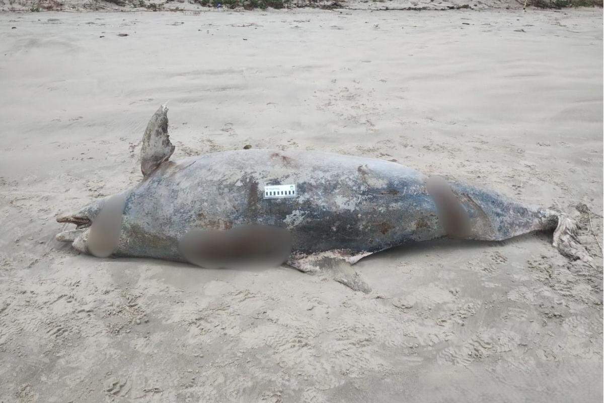 Animal pesava cerca de 210 quilos