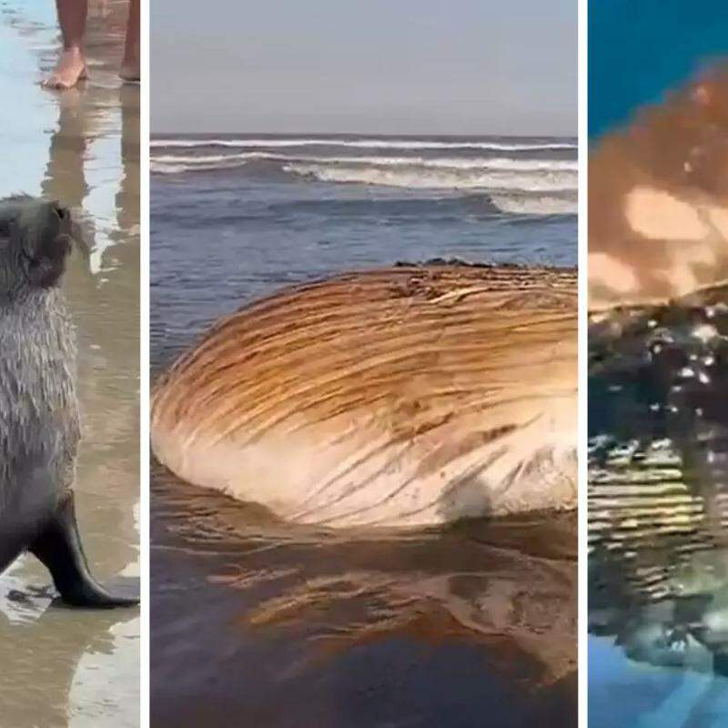 Os animais tem aparecido com frequência nas praias do litoral de São Paulo