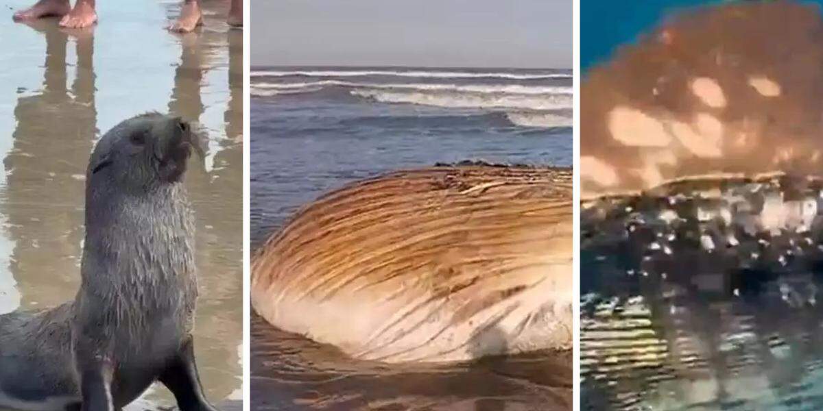 Os animais tem aparecido com frequência nas praias do litoral de São Paulo