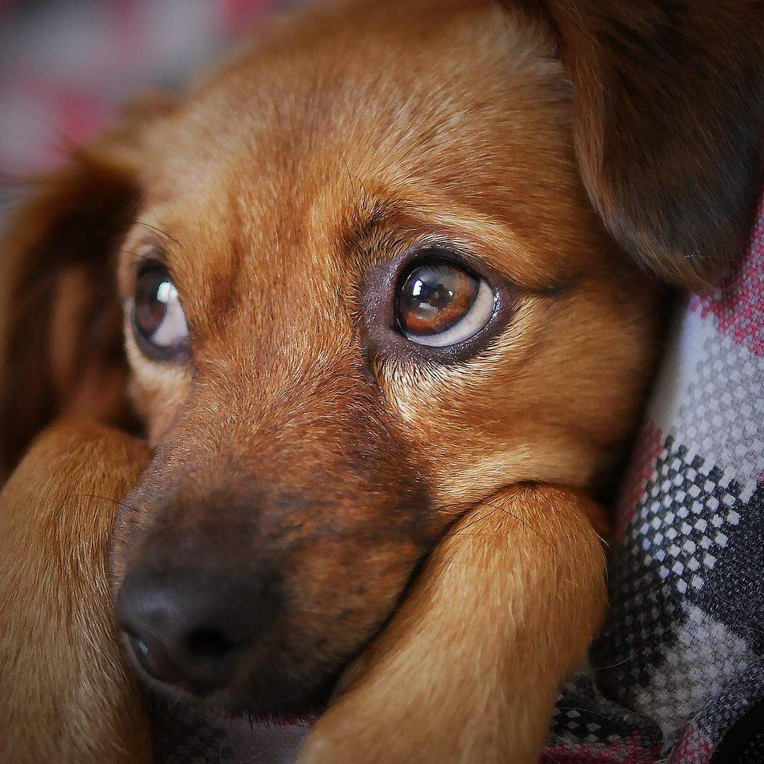 Leão, Dr. Lecter dos cães