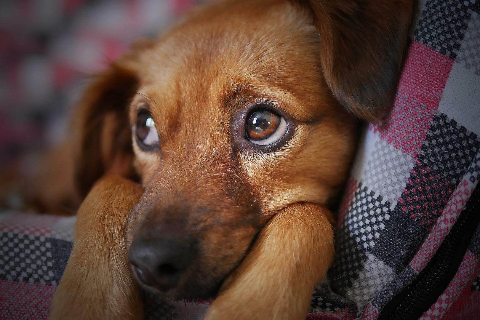 Leão, Dr. Lecter dos cães