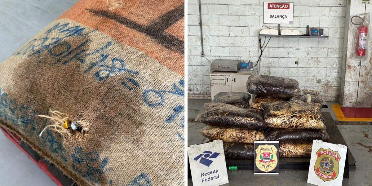 A droga foi apreendida durante operação conjunta entre a Polícia Civil de Santos, Receita Federal e Polícia Federal