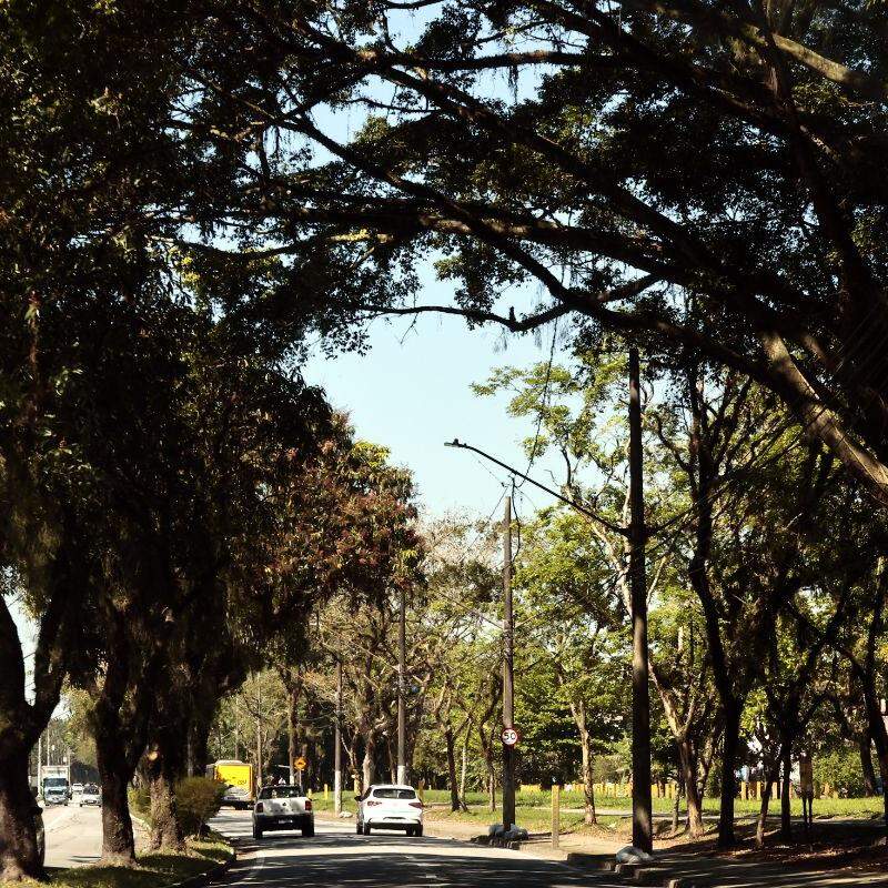 Ideia de “florestas urbanas” no território cubatense está em curso
