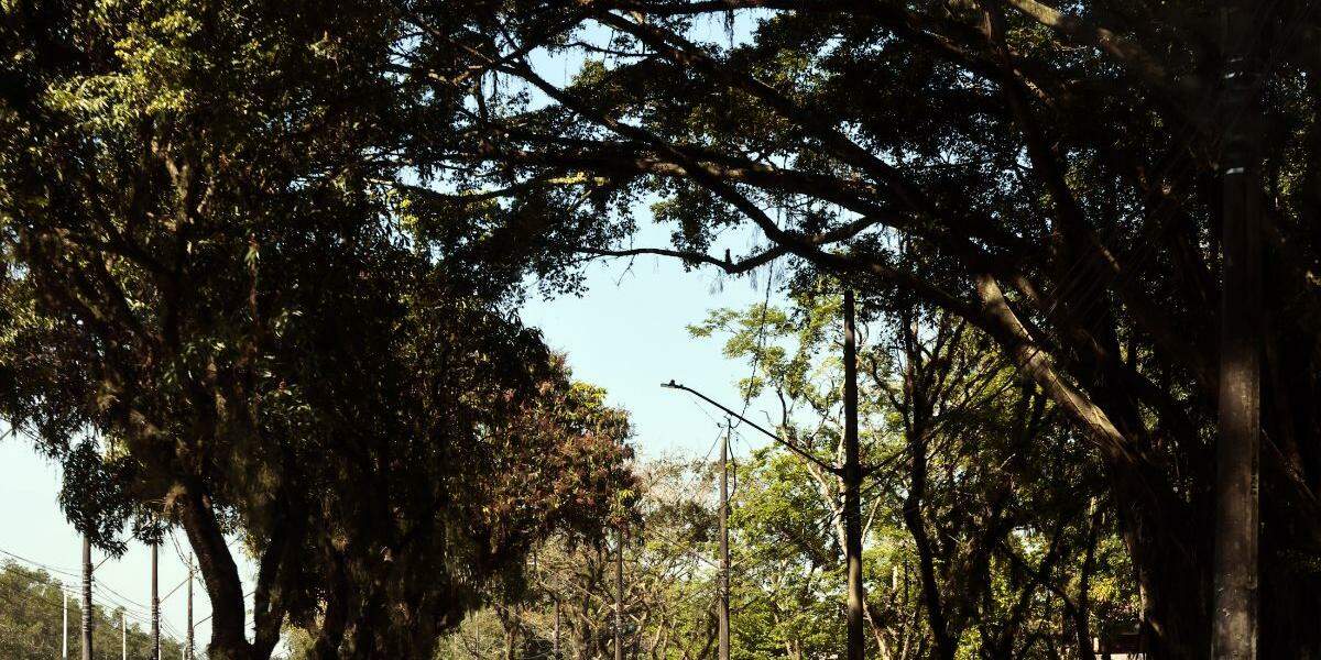 Ideia de “florestas urbanas” no território cubatense está em curso