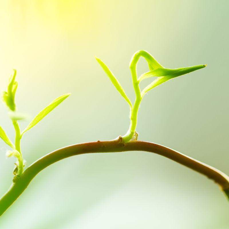Planta com raiz no céu