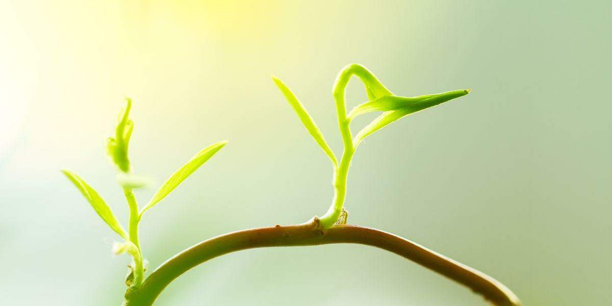 Planta com raiz no céu