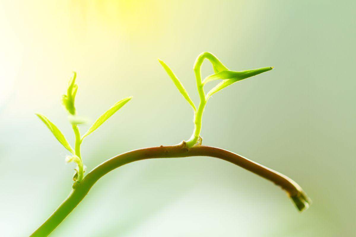 Planta com raiz no céu