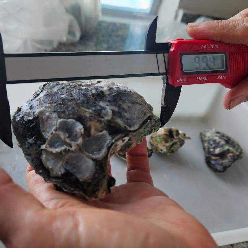 'Invasão' da ostra tampinha no litoral brasileiro preocupa pesquisadores