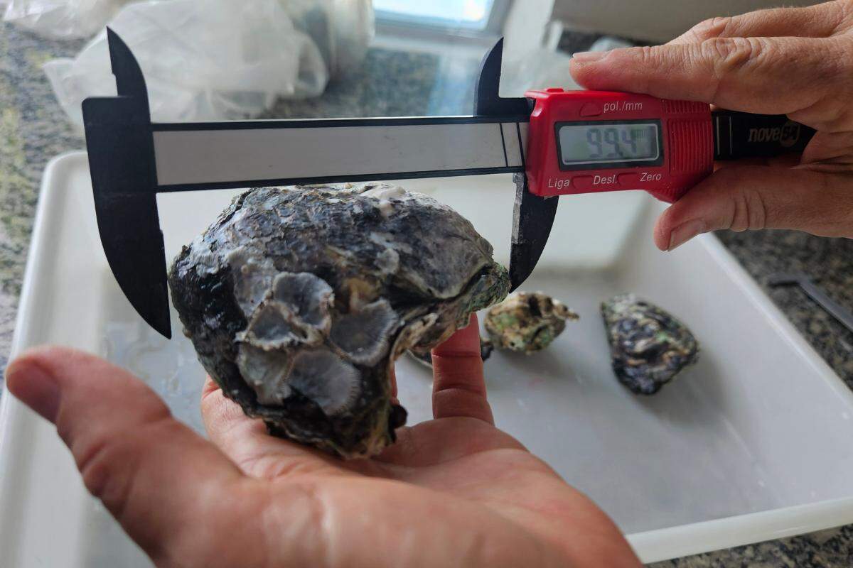 'Invasão' da ostra tampinha no litoral brasileiro preocupa pesquisadores