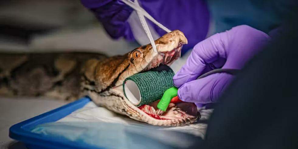 A píton Jodie Foster passando por tratamento contra o câncer no zoológico de Chester