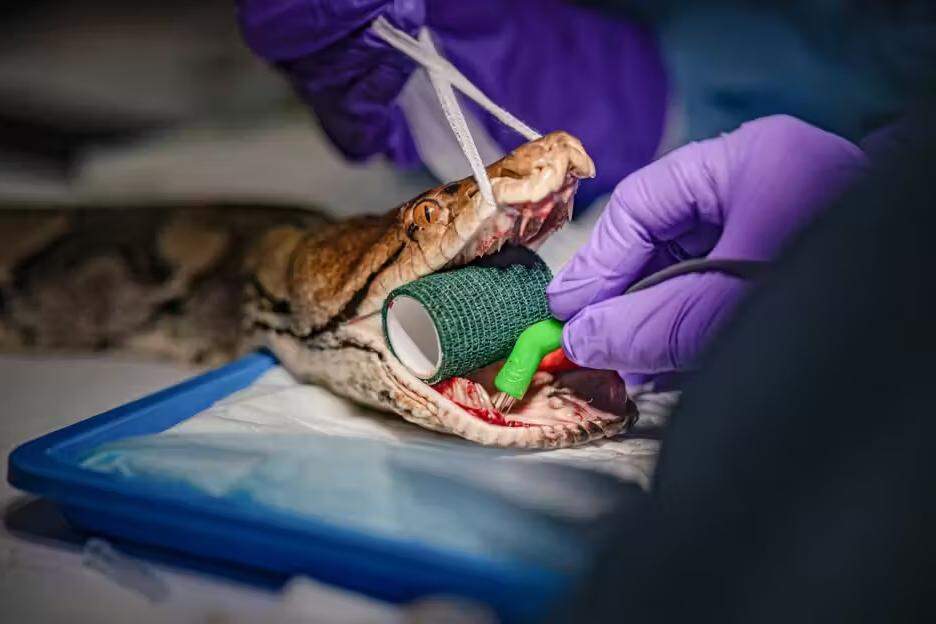 A píton Jodie Foster passando por tratamento contra o câncer no zoológico de Chester