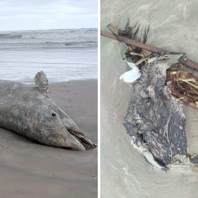 Os animais foram encontrados mortos em Praia Grande e Mongaguá
