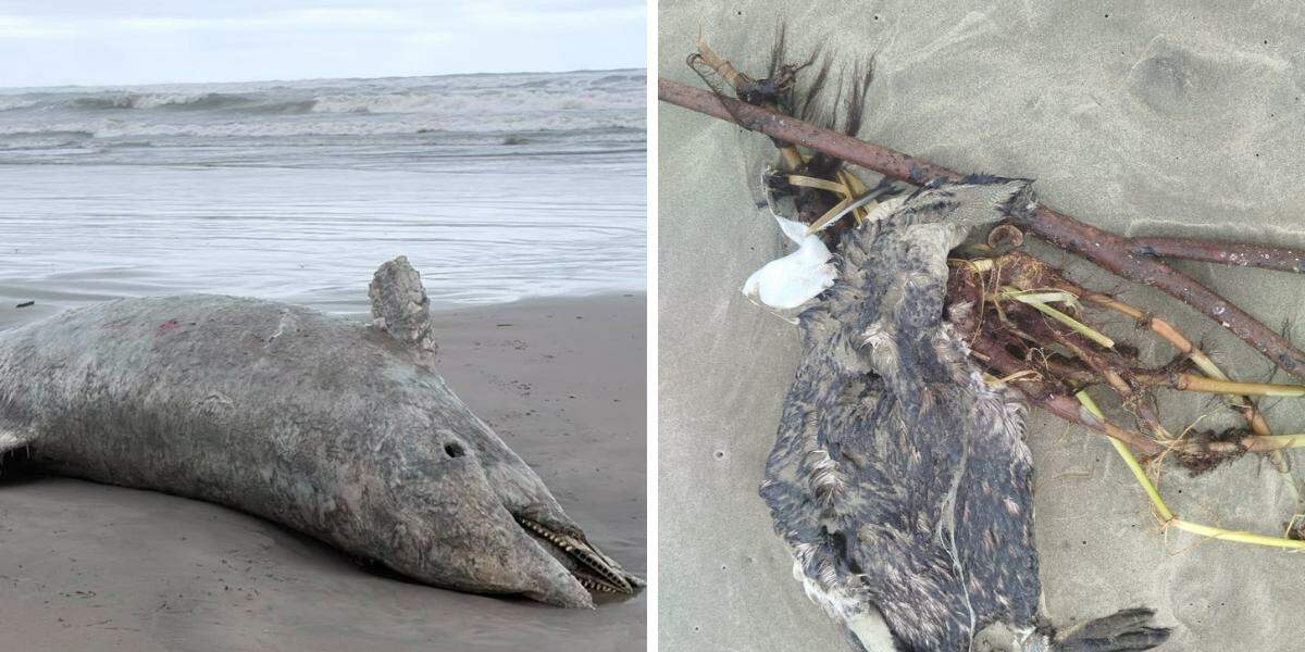 Os animais foram encontrados mortos em Praia Grande e Mongaguá