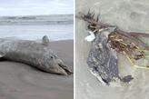 Os animais foram encontrados mortos em Praia Grande e Mongaguá