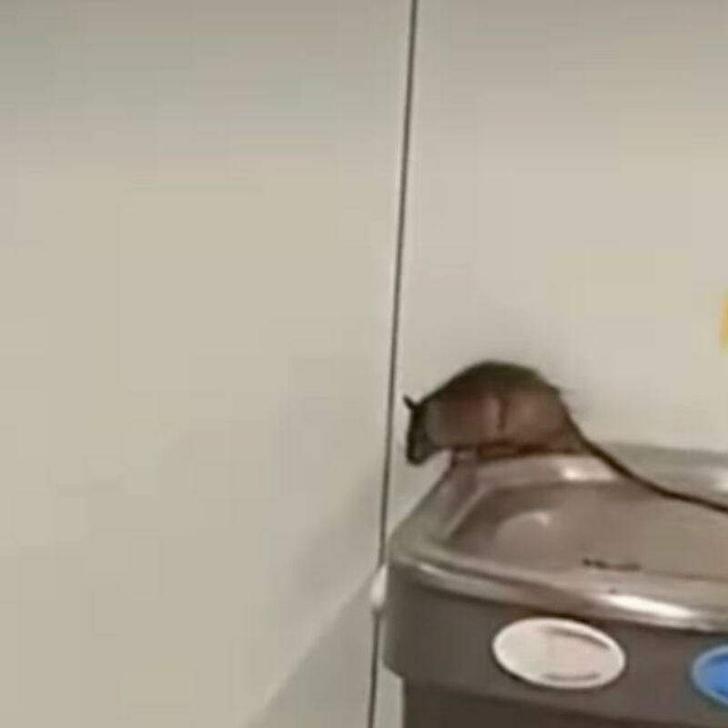 Rato é flagrado em bebedouro do Aeroporto de Guarulhos