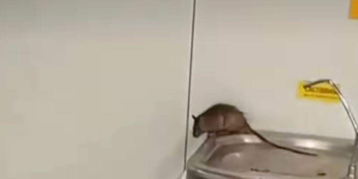 Rato é flagrado em bebedouro do Aeroporto de Guarulhos