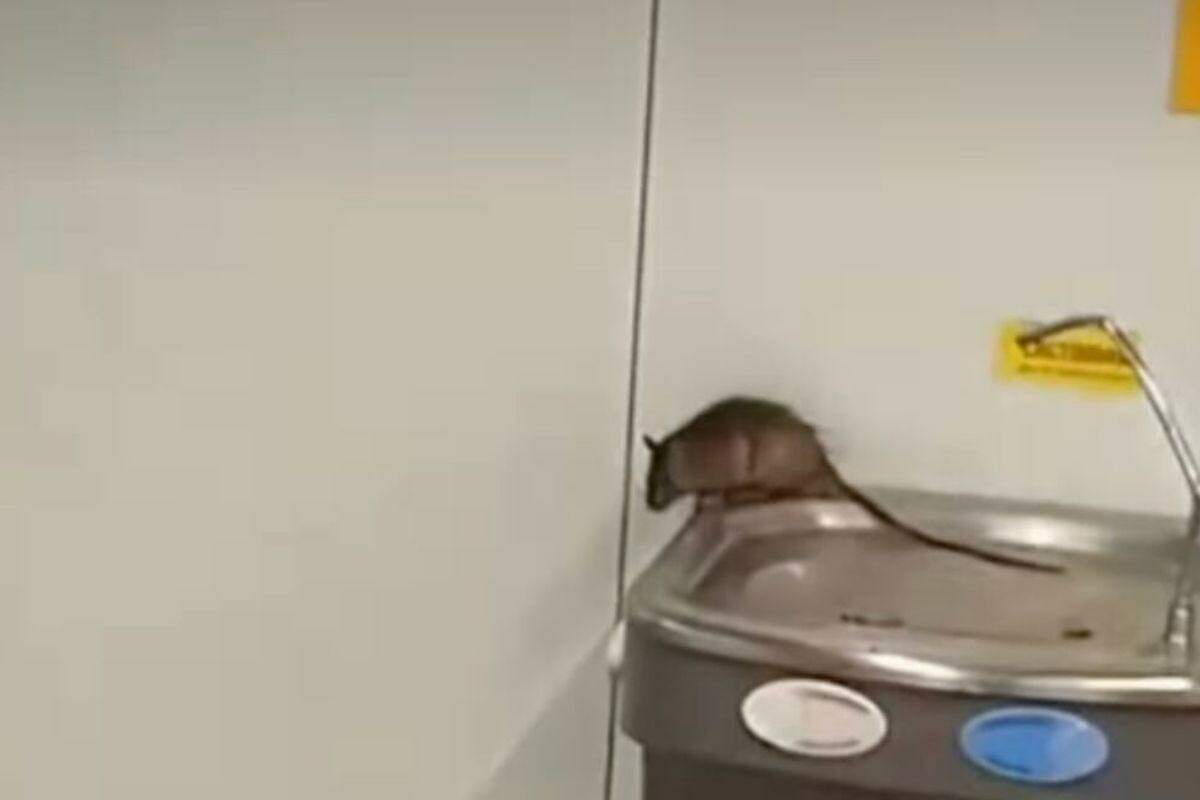Rato é flagrado em bebedouro do Aeroporto de Guarulhos