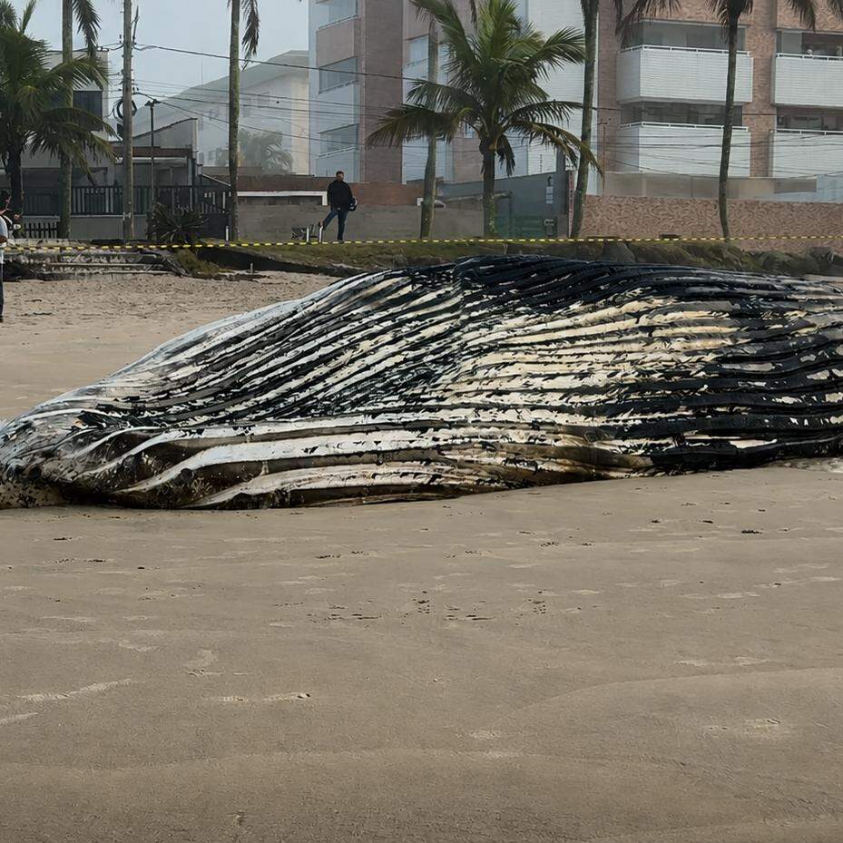 A presença de jubartes no litoral paulista, apesar de impressionar quem encontra esses gigantes do mar, não é incomum nesta época do ano