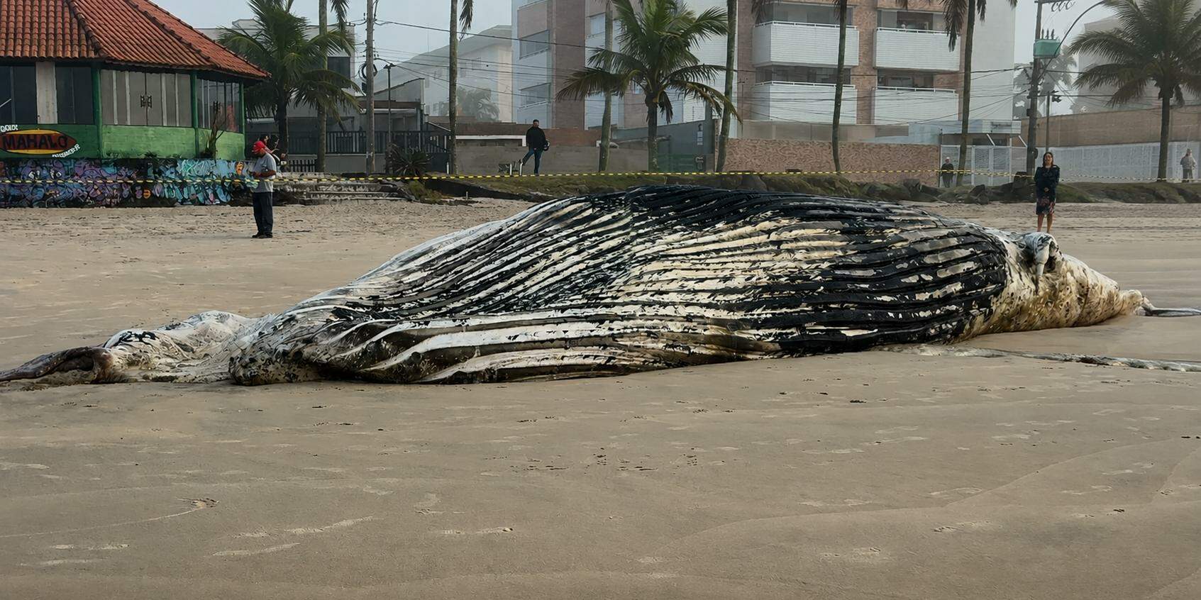 A presença de jubartes no litoral paulista, apesar de impressionar quem encontra esses gigantes do mar, não é incomum nesta época do ano