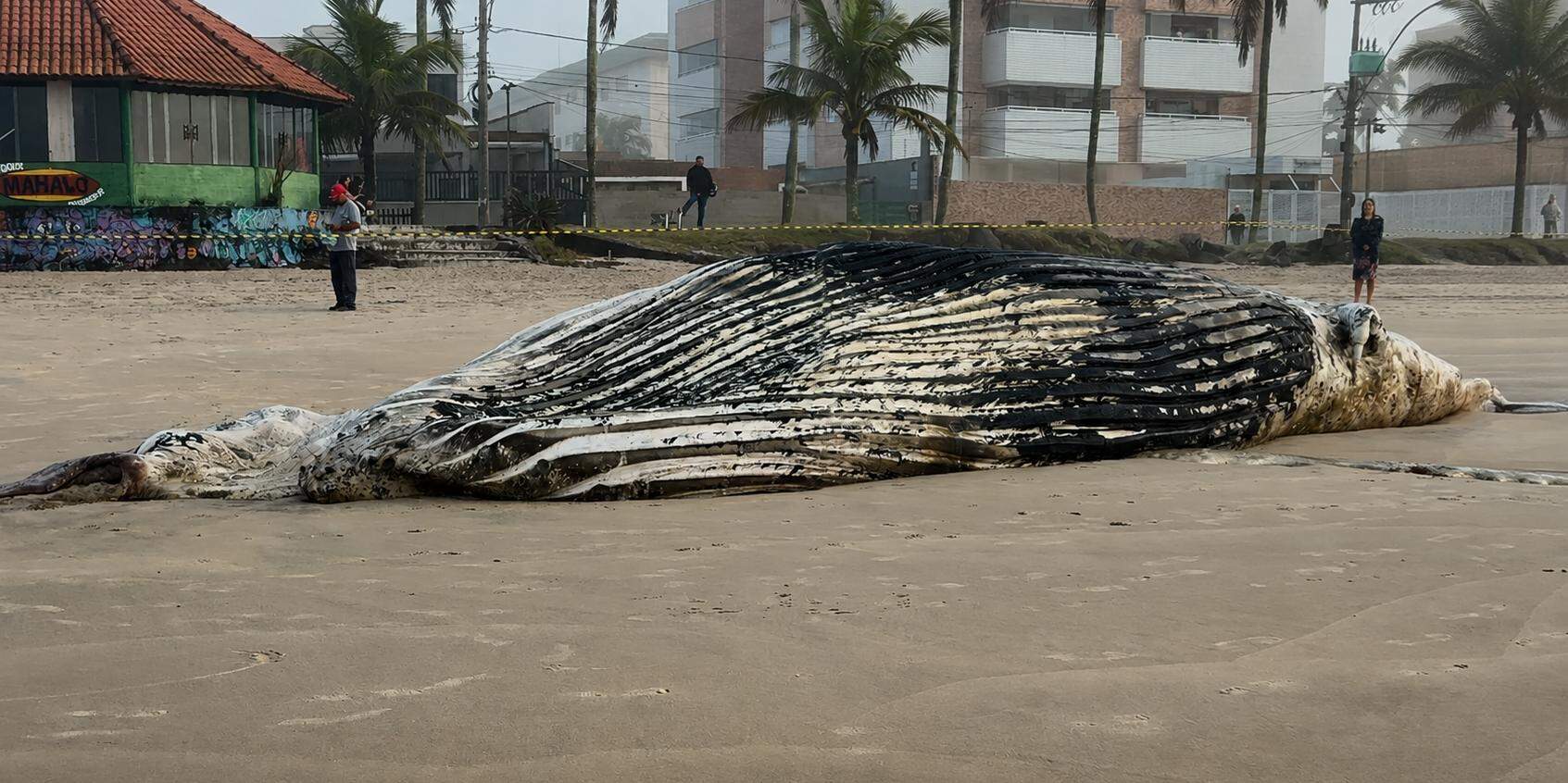 A presença de jubartes no litoral paulista, apesar de impressionar quem encontra esses gigantes do mar, não é incomum nesta época do ano