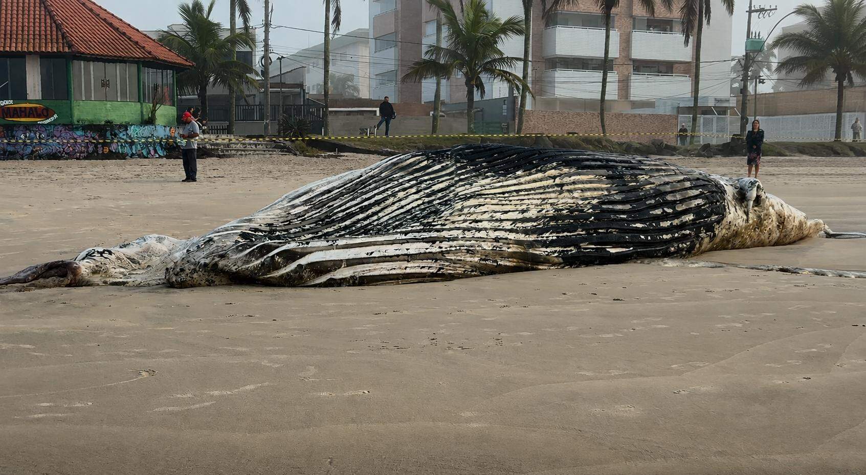 A presença de jubartes no litoral paulista, apesar de impressionar quem encontra esses gigantes do mar, não é incomum nesta época do ano
