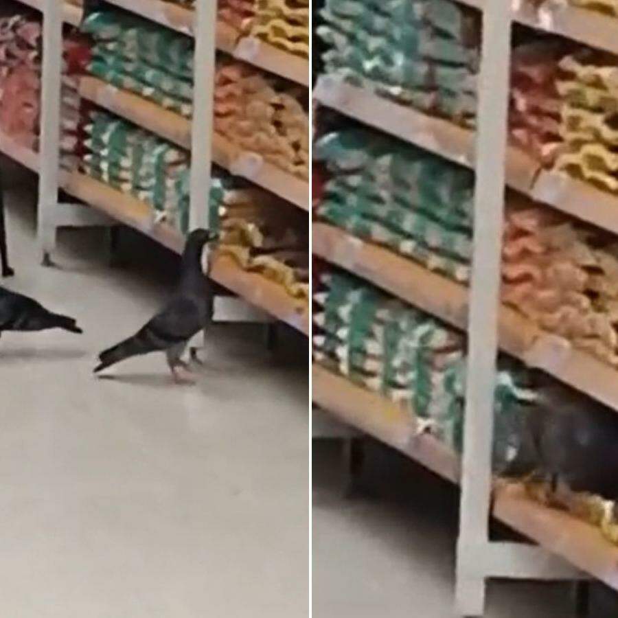 Vídeo flagrou pombos andando no meio do corredor de grãos