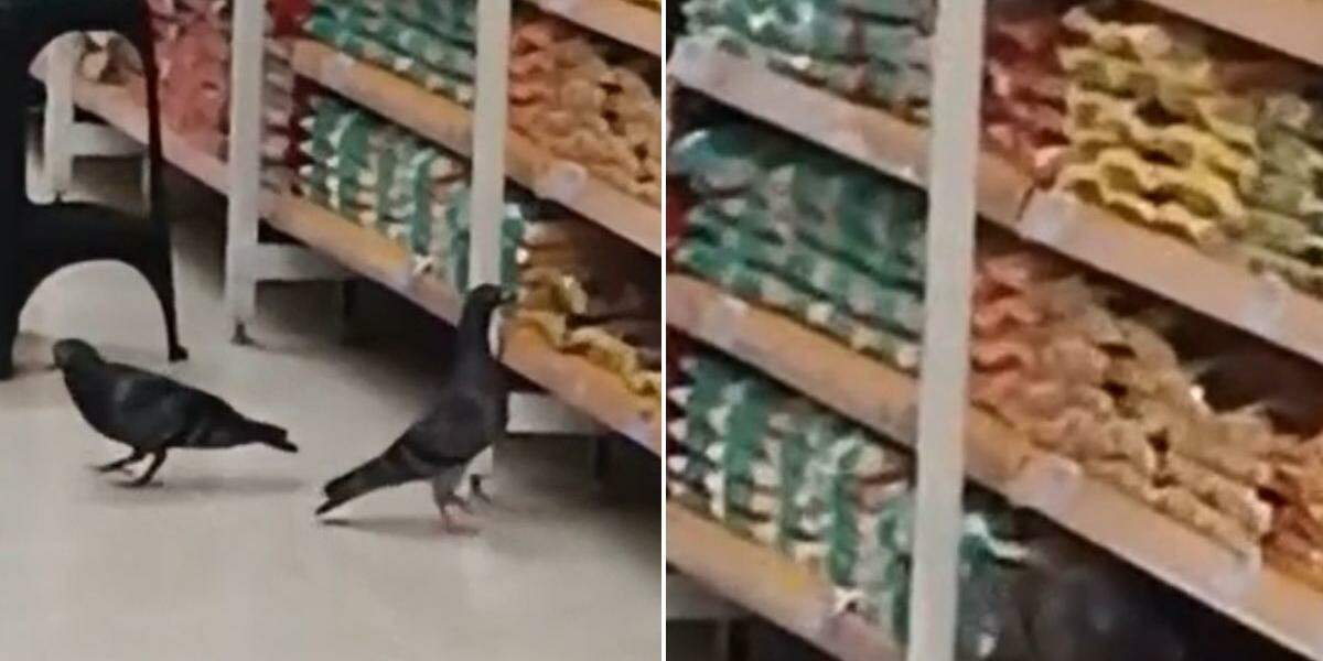 Vídeo flagrou pombos andando no meio do corredor de grãos