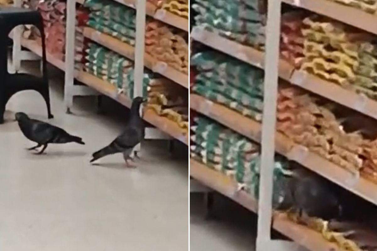 Vídeo flagrou pombos andando no meio do corredor de grãos