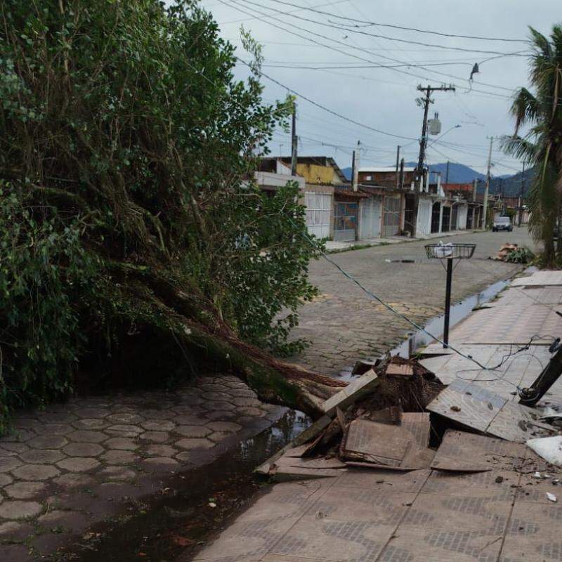 Ventos fortes provocaram queda de árvores em Mongaguá (foto) e mais cidades da Baixada Santista nesta terça (1º)