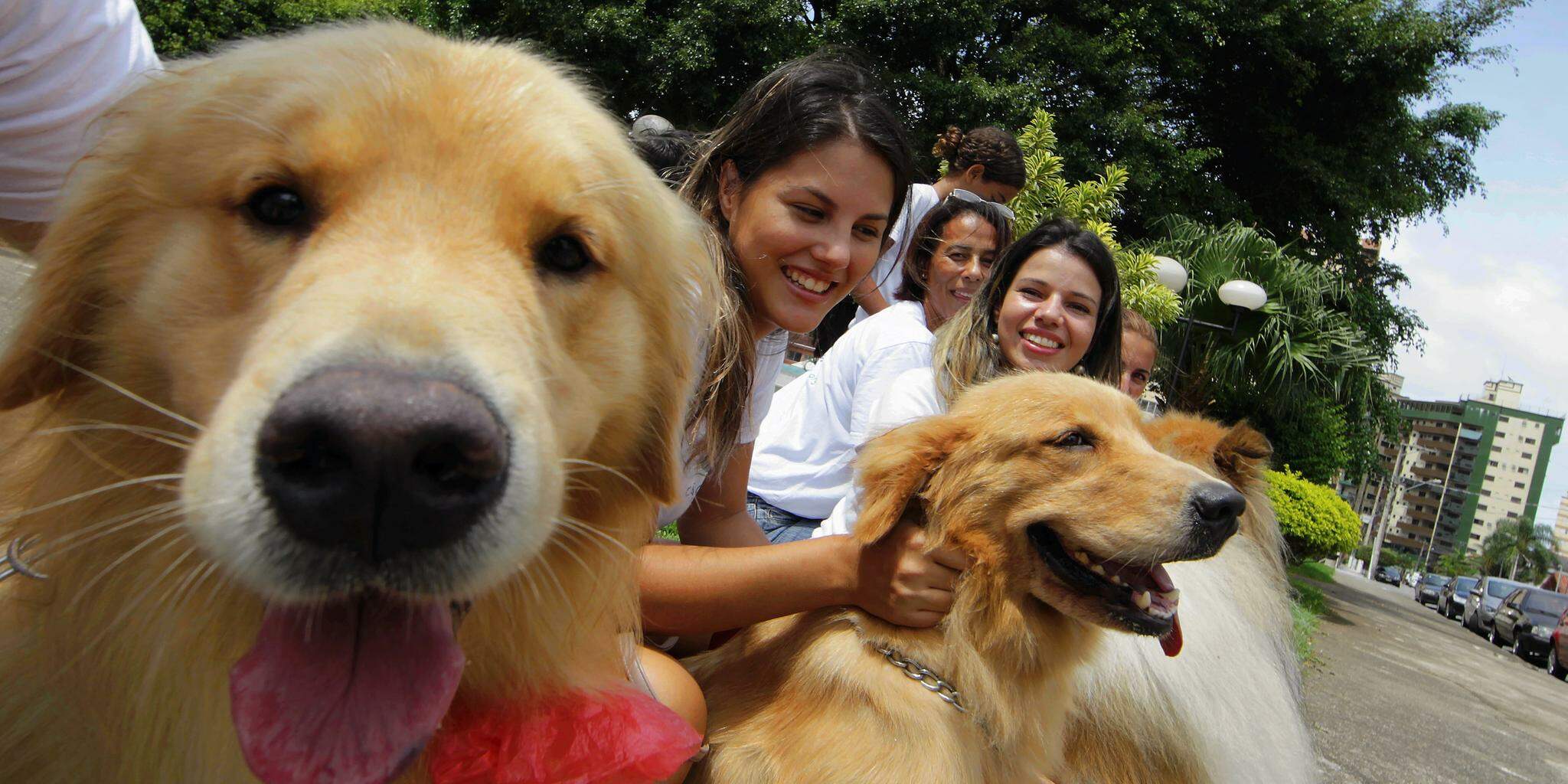 Município já acompanha cães terapêuticos em unidades de saúde